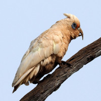 Western Corella
